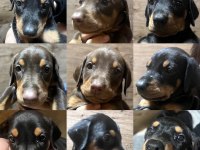 EFSANE DOBERMAN YAVRULARI ÇOK UYGUN FİYATA