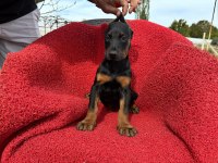 DOBERMAN ERKEK