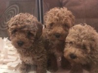 Minicik Bir Poodle Sizin Olsun Mu