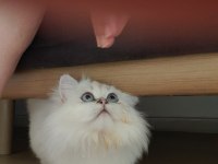 Show kalite pofuduk yakışıklı british longhair oğlumuz