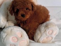 Oyuncu ve Safkan Toy Poodle Bebekler