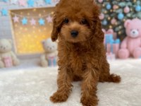 Yetişkin Dişi Poodle