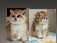 SAFKAN BRİTİSH SHORTHAİR GOLDEN YAVRULAR