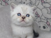 Sıcakkanlı, Oyuncu ve Sevecen Scottish Fold