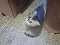 British shorthair 63 günlük kedimiz