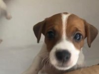 Jack russell kısa bacak çiftlik veya üretici değilim