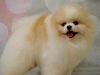 Orjinal ayı surat pomeranian boo yavrular