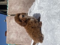 MİNİ BOY MALTİPOO OĞLUMUZ