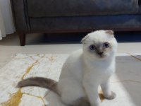 Sıfır Kulak POİNT SCOTTİSH FOLD Böylesi nadir