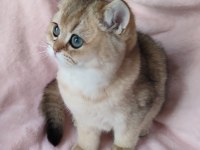 Şafkan British Shorthair