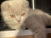 5 Aylık Scottish Fold Lilac Yavrumuz