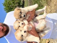 Japon akita inu