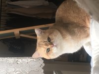 British shorthair 14 aylık kedimiz