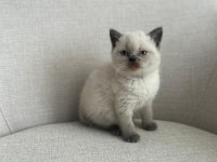 Ev Ortamında Büyümüş Eşsiz Güzellikte Scottish Fold Yavrular