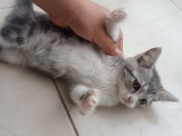 British shothair tabby