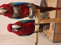 Macaw papağanımız için açıklamayı okuyunuz