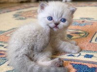 A KALİTE BRİTİSH SHORTHAİR LYNX POİNT
