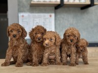 Sevimli toy poodle