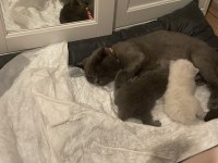 Minik Bebek Kediler Yeni Yuvalarına Gitmeye Hazır