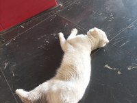 Acil sahiplendirme scottish fold