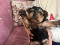1 aylık yorkshire terrier