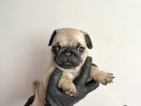 Pug mops safkan yavrularım