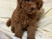 Toy Poodle Orijinal Köpeğimiz