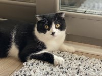 Scottish fold smokin