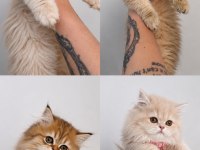 BEBİŞ KEDİLERİMİ SAHİPLENDİRİYORUM 2 BEYAZ VE 2 GRİ
