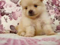 Uygun pomeranian yavrular