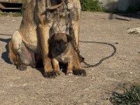 ERKEK BELÇİKA MALİNOİS YAVRUMUZ