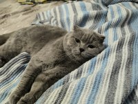 Ücretsiz SAHİPLENDİRME scottish fold kedimiz