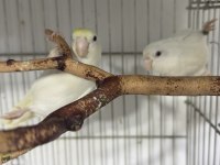 Genç takım Forpus albino ve Amerikan turkuaz 1 yaşında