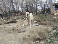 Yetişkin Safkan Orjinal Kangallar