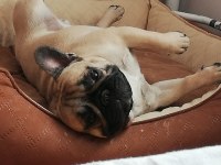 FCI/KIF A Şecere Belgeli Show Class Erkek French Bulldog