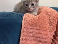 1,5 aylık kulaksız Scottish fold