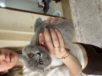 Son kalan scottish fold yavrumuz yeni yuvasını bekliyor