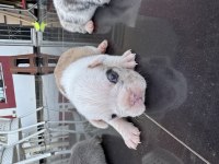 French Bulldog üst segment orjinal