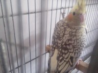 2 aylık sultan papağanı (açıklamayı lütfen okuyun)