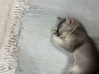 Silver Tabby British Shorthair Yavru – Uysal ve Oyuncu