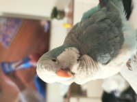 Evcil, Sağlıklı Ve Oyuncu Mavi Monk Papağanı