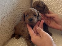 Garantili Toy Poodle yavrular
