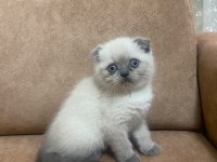 Blue point scottish fold bebekler