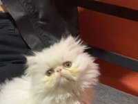 İran kedisi 4 aylık