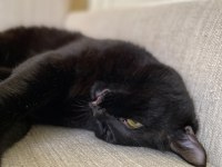 British Tekir kırması erkek kedi