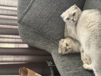 Ücretsiz scottish fold ve british fold