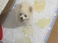7 aylık erkek pomeranian