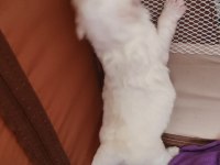 Erkek exotic pekinez köpeğimiz