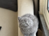 İnsan Canlısı Blue British Shorthair Yavrum