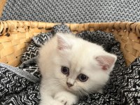 2 aylık dişi british longhair